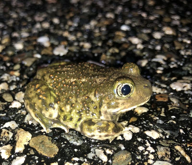 Western Spadefoot (Spea hammondii)