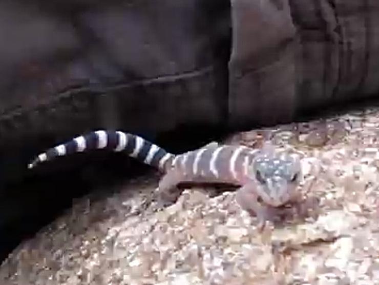 Penninsular Banded Gecko (Coleonyx switaki)