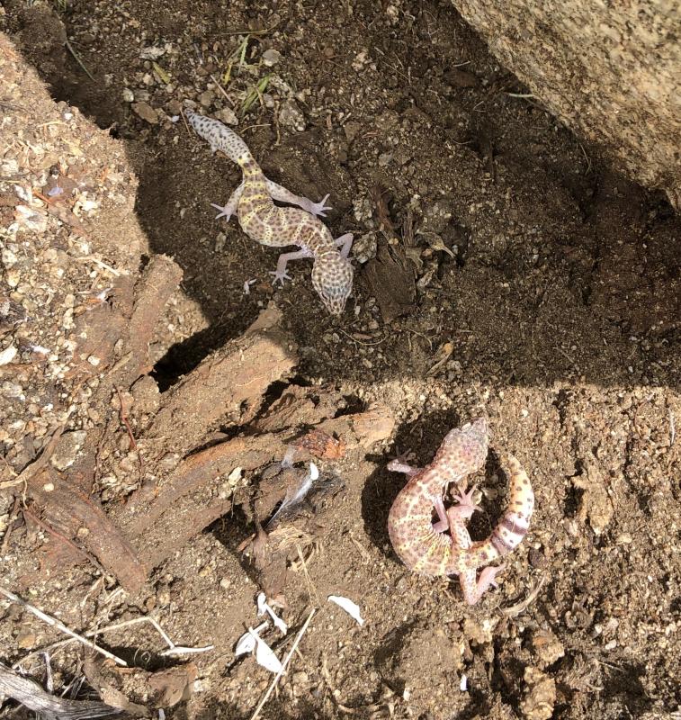 Penninsular Banded Gecko (Coleonyx switaki)