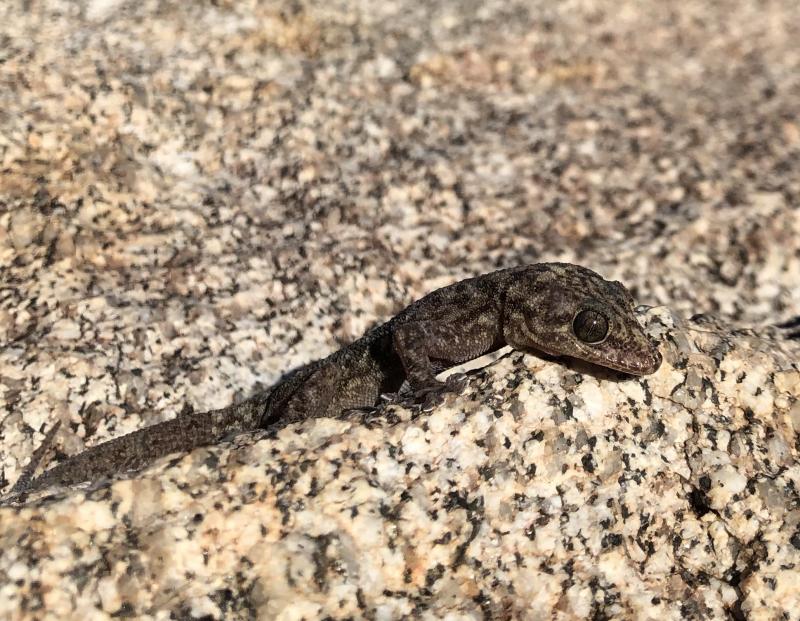 Peninsula Leaf-toed Gecko (Phyllodactylus nocticolus nocticolus)