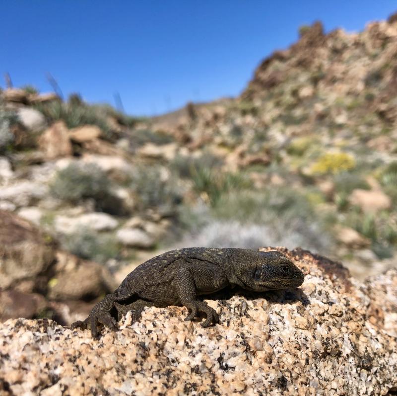 Common Chuckwalla (Sauromalus ater)