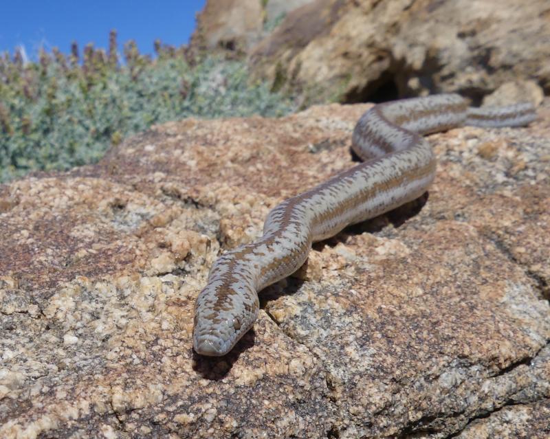 Coastal Rosy Boa (Lichanura trivirgata roseofusca)