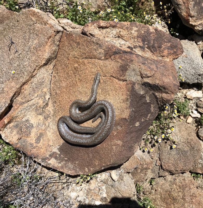 Coastal Rosy Boa (Lichanura trivirgata roseofusca)