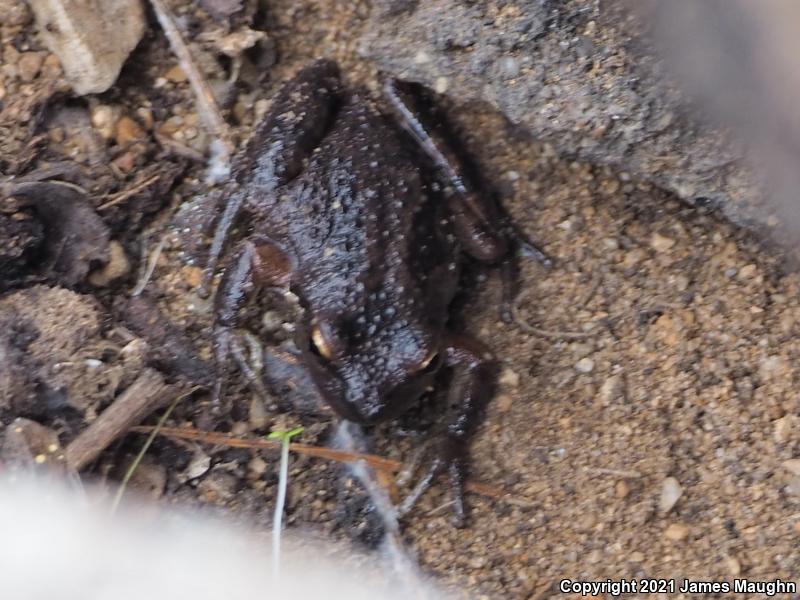 Sierran Treefrog (Pseudacris sierra)