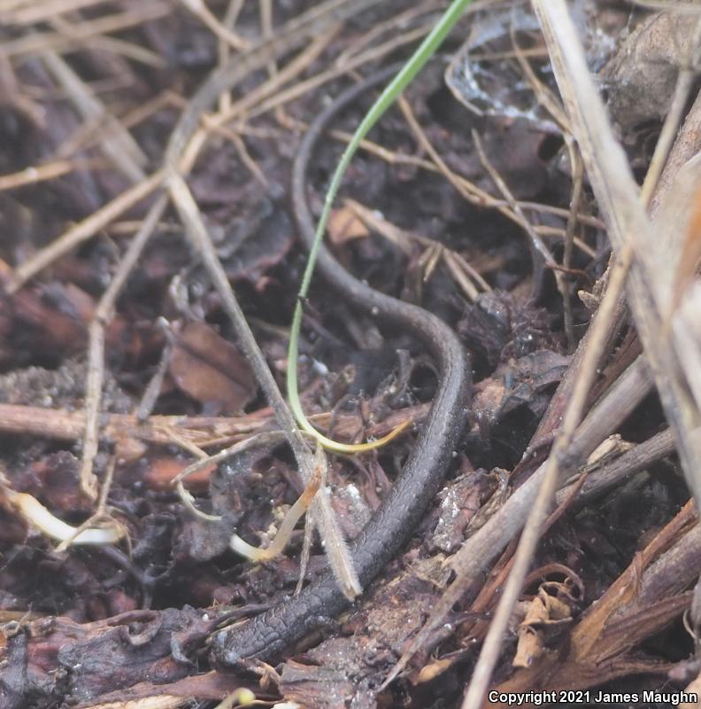 California Slender Salamander (Batrachoseps attenuatus)