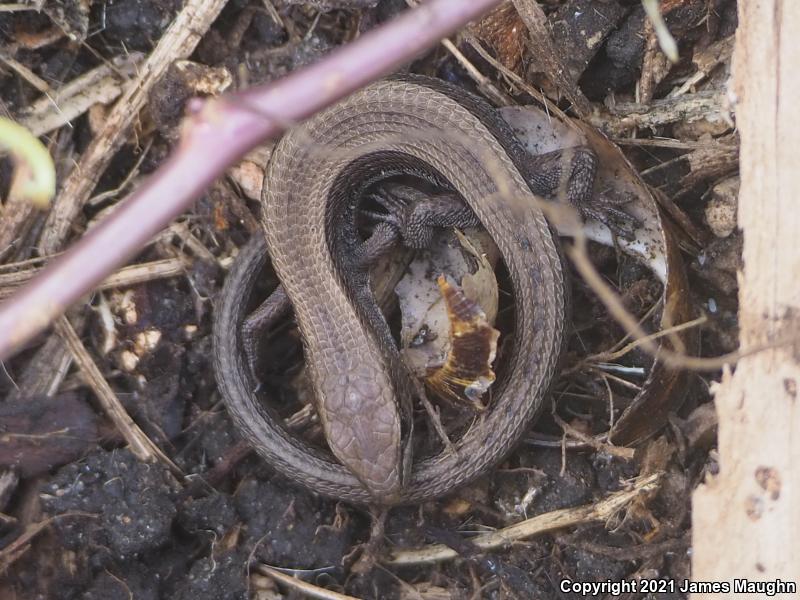 San Francisco Alligator Lizard (Elgaria coerulea coerulea)