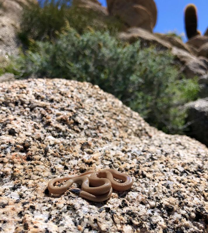 Western Black-headed Snake (Tantilla planiceps)