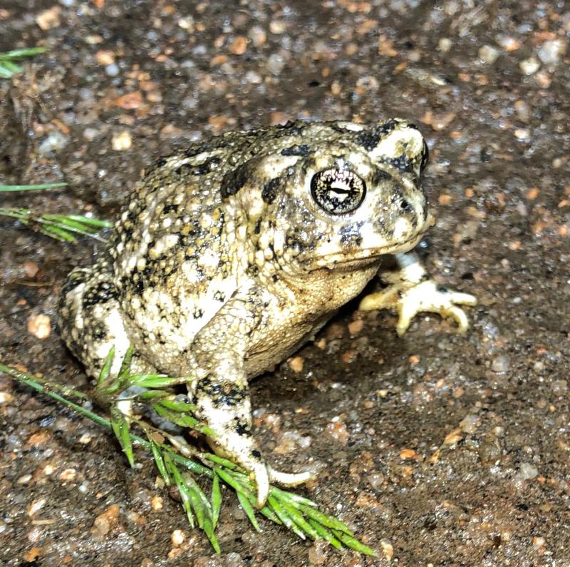 Arroyo Toad (Anaxyrus californicus)