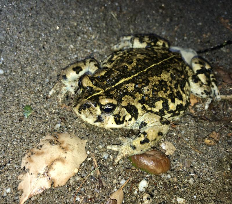 Southern California Toad (Anaxyrus boreas halophilus)