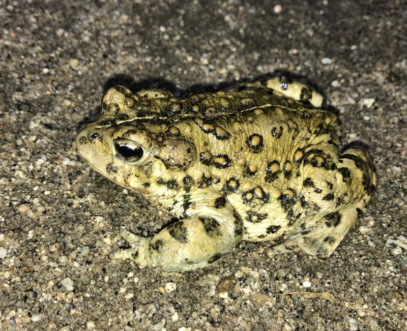 Southern California Toad (Anaxyrus boreas halophilus)