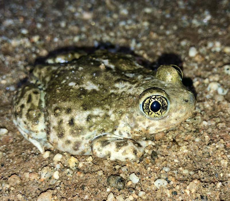 Western Spadefoot (Spea hammondii)