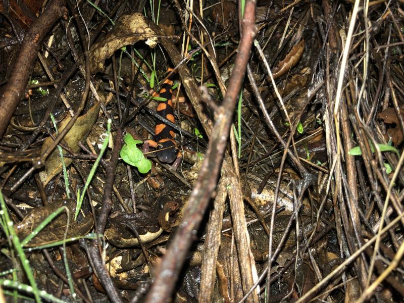 Large-blotched Ensatina (Ensatina eschscholtzii klauberi)