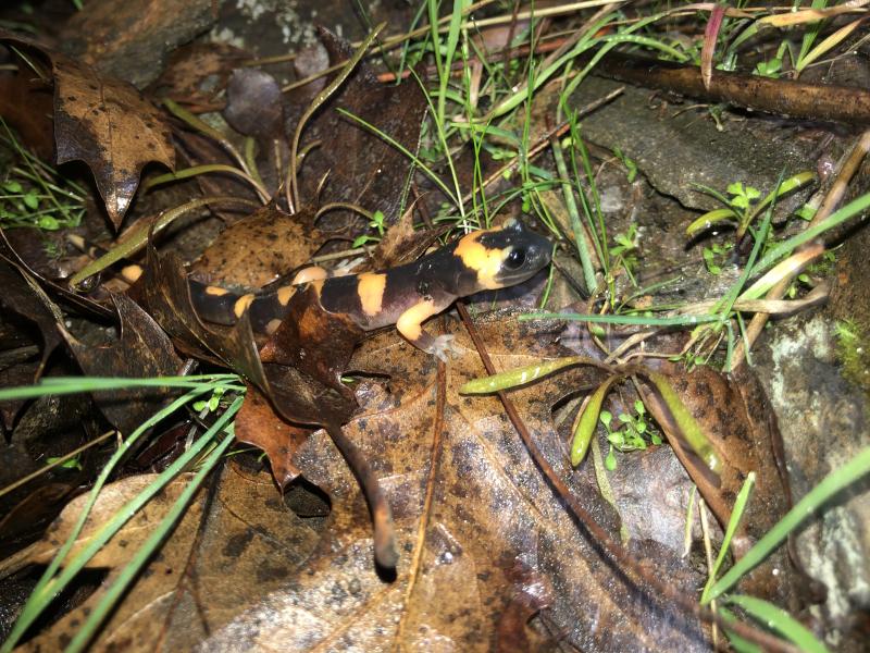 Large-blotched Ensatina (Ensatina eschscholtzii klauberi)