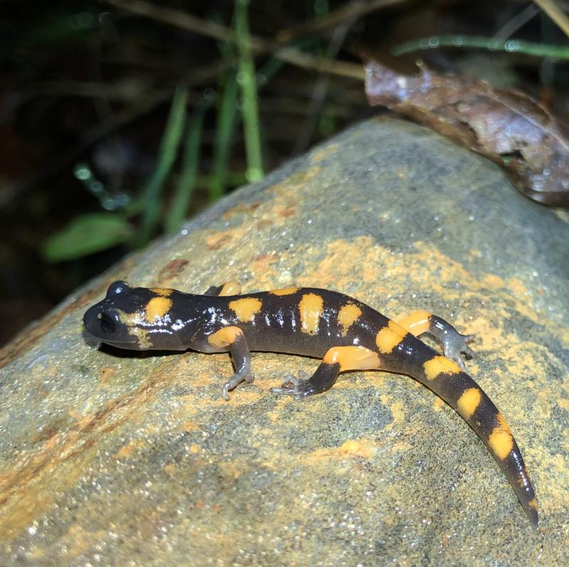 Large-blotched Ensatina (Ensatina eschscholtzii klauberi)