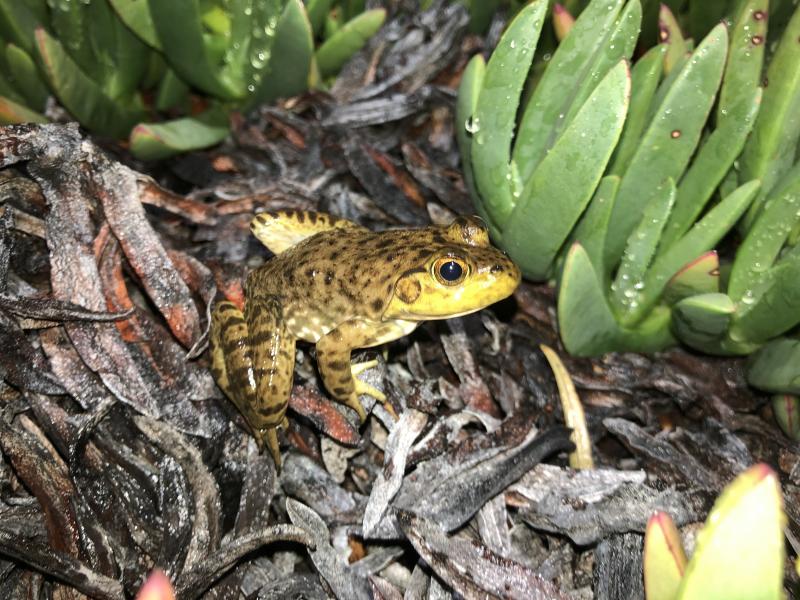 American Bullfrog (Lithobates catesbeianus)