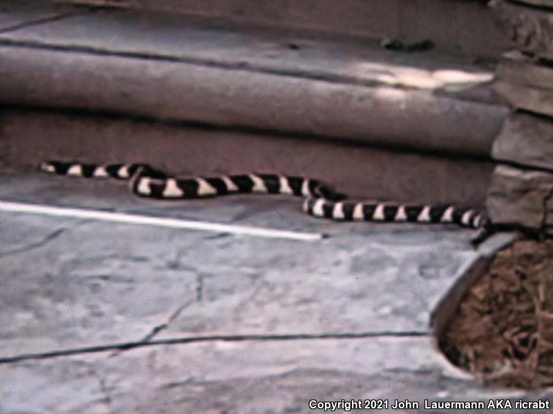 California Kingsnake (Lampropeltis getula californiae)