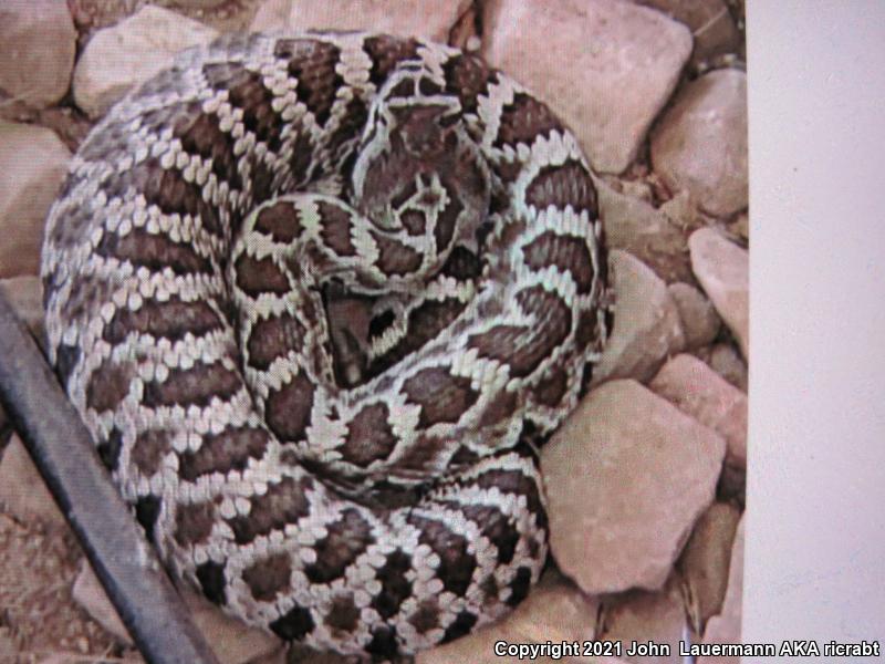 Southern Pacific Rattlesnake (Crotalus oreganus helleri)