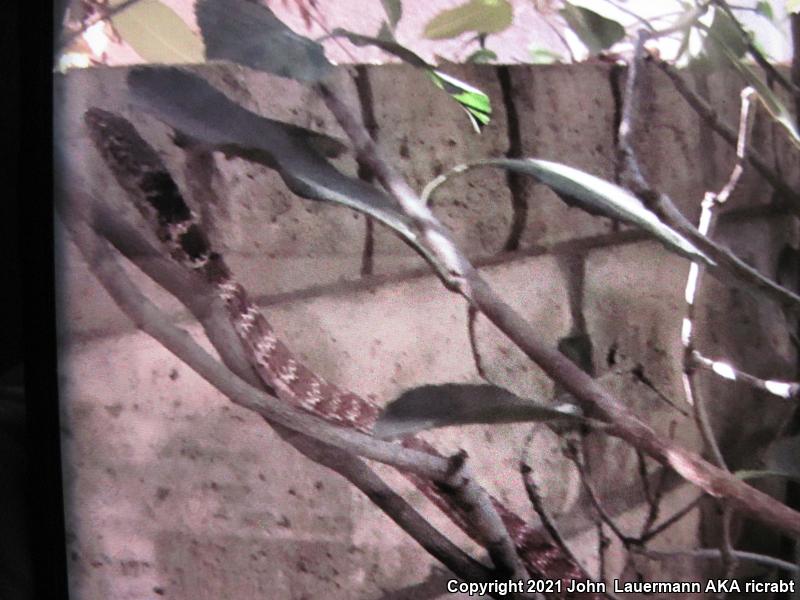 Red Racer (Coluber flagellum piceus)