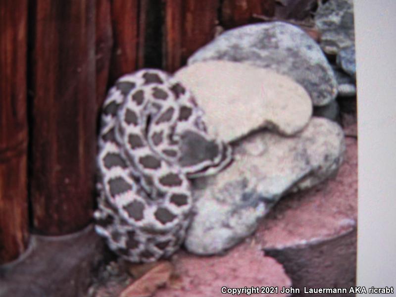 Southern Pacific Rattlesnake (Crotalus oreganus helleri)