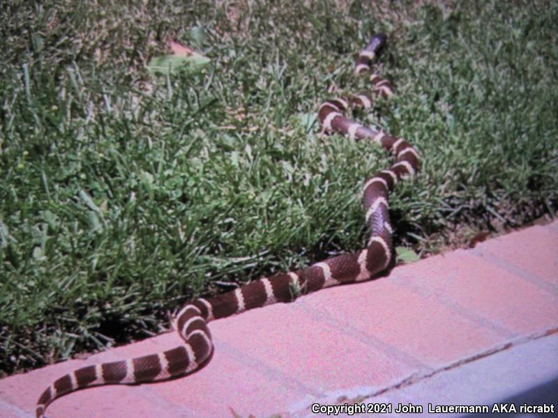 California Kingsnake (Lampropeltis getula californiae)