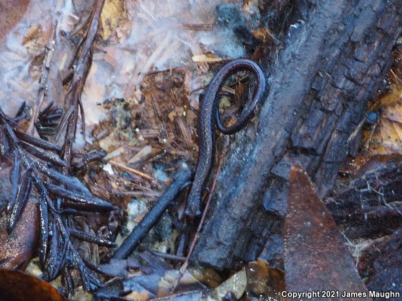 California Slender Salamander (Batrachoseps attenuatus)