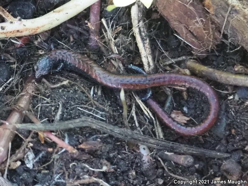 California Slender Salamander (Batrachoseps attenuatus)