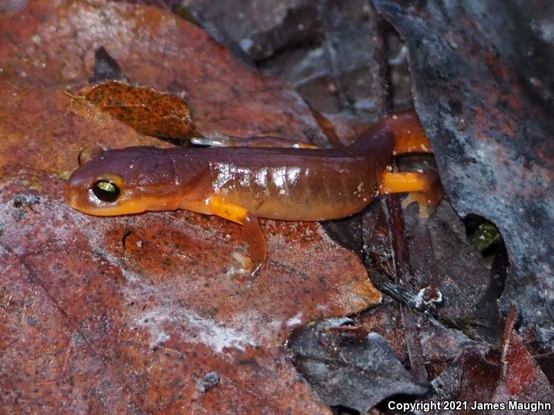 Yellow-eyed Ensatina (Ensatina eschscholtzii xanthoptica)