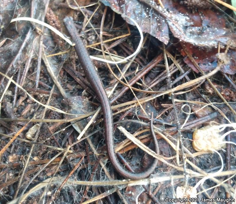 California Slender Salamander (Batrachoseps attenuatus)