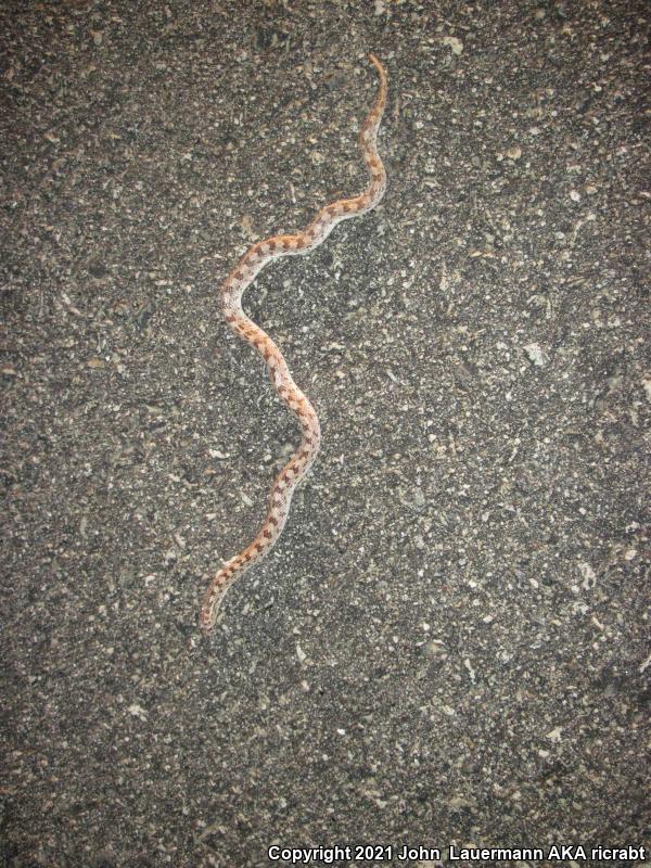 Spotted Leaf-nosed Snake (Phyllorhynchus decurtatus)