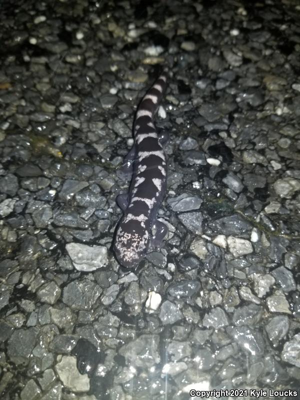 Marbled Salamander (Ambystoma opacum)