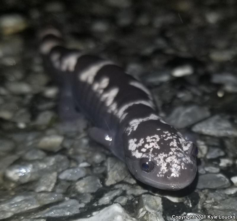 Marbled Salamander (Ambystoma opacum)