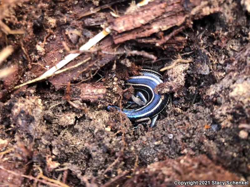 Five-lined Skink (Plestiodon fasciatus)