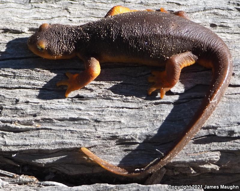 California Newt (Taricha torosa)