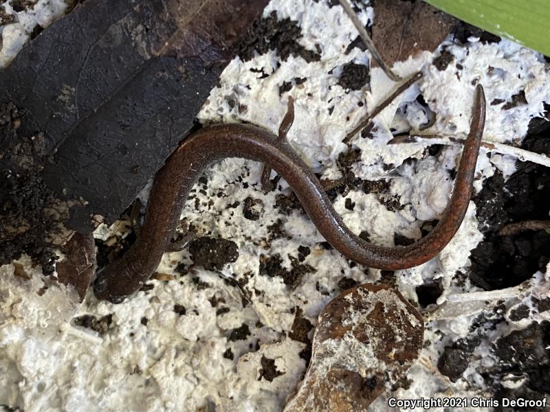 Garden Slender Salamander (Batrachoseps major)