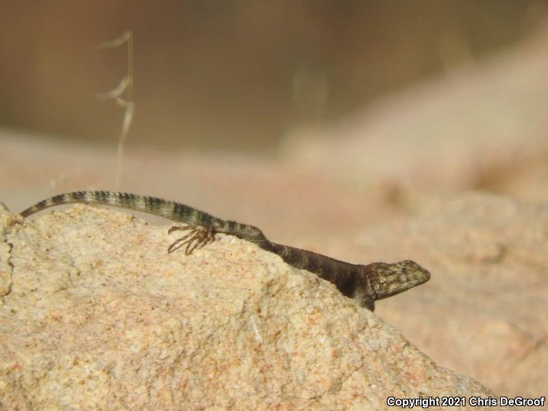 Granite Spiny Lizard (Sceloporus orcutti)