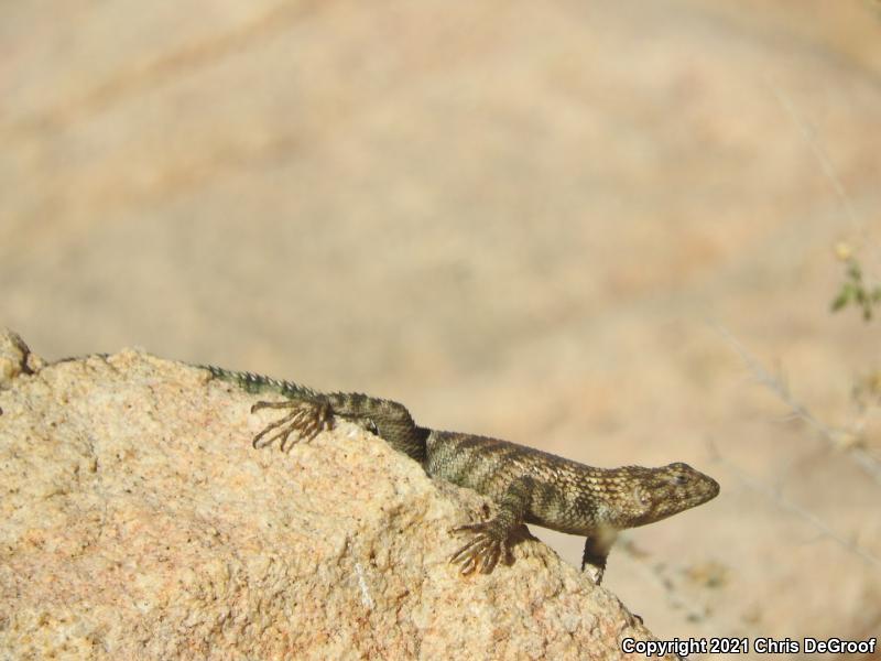 Granite Spiny Lizard (Sceloporus orcutti)