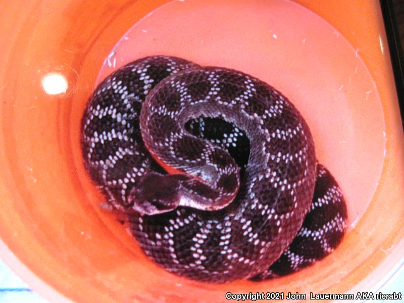 Southern Pacific Rattlesnake (Crotalus oreganus helleri)