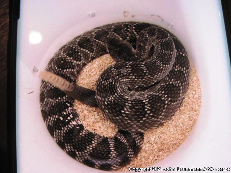 Southern Pacific Rattlesnake (Crotalus oreganus helleri)