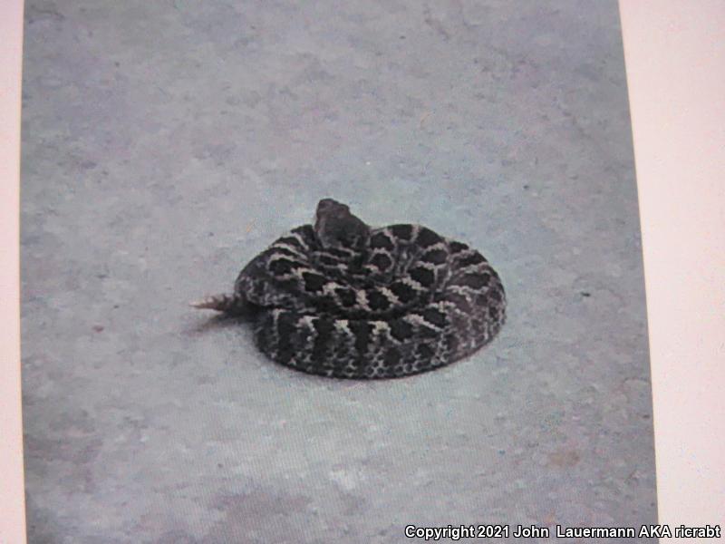 Southern Pacific Rattlesnake (Crotalus oreganus helleri)