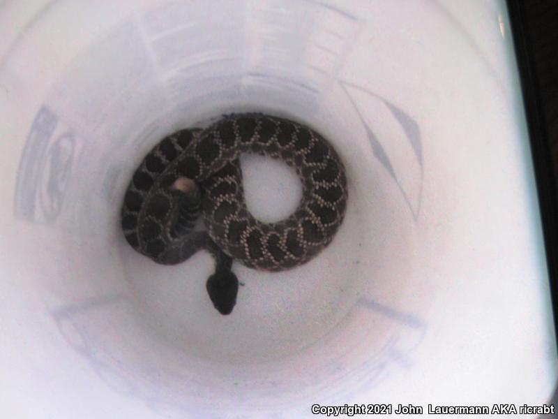 Southern Pacific Rattlesnake (Crotalus oreganus helleri)