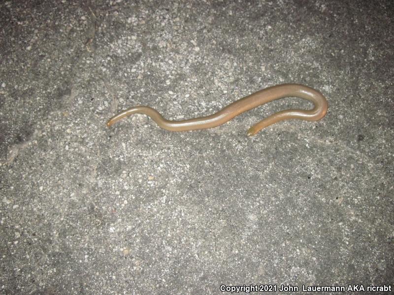 Northern Rubber Boa (Charina bottae)