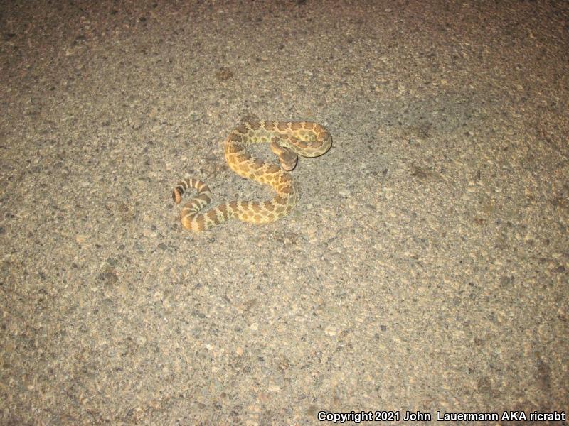 Northern Pacific Rattlesnake (Crotalus oreganus oreganus)