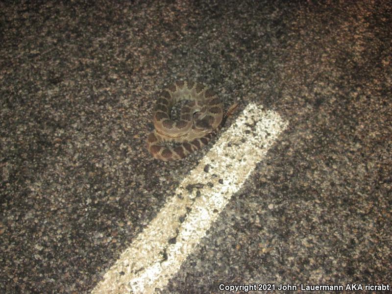 Northern Pacific Rattlesnake (Crotalus oreganus oreganus)