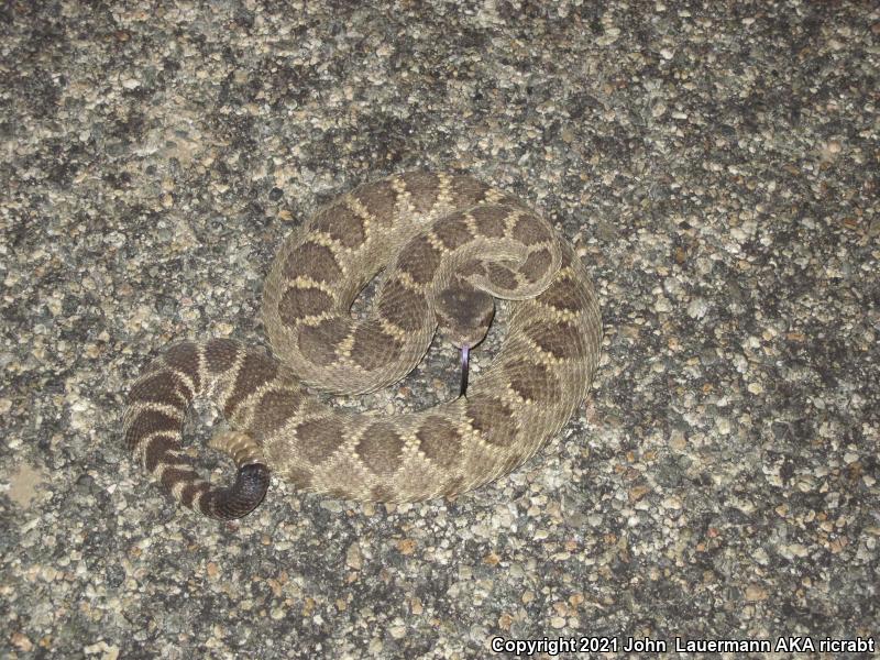 Northern Pacific Rattlesnake (Crotalus oreganus oreganus)