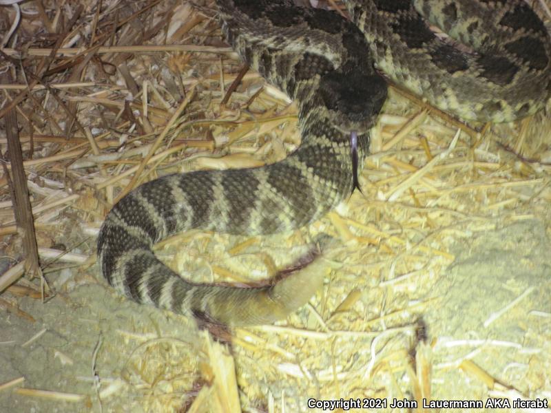 Southern Pacific Rattlesnake (Crotalus oreganus helleri)