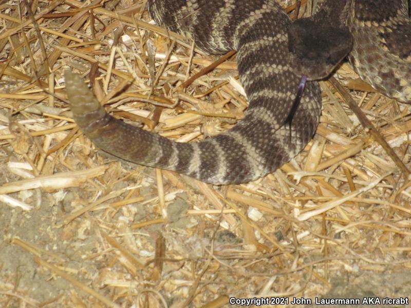 Southern Pacific Rattlesnake (Crotalus oreganus helleri)