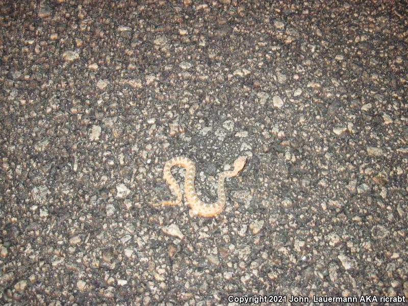 Mojave Desert Sidewinder (Crotalus cerastes cerastes)