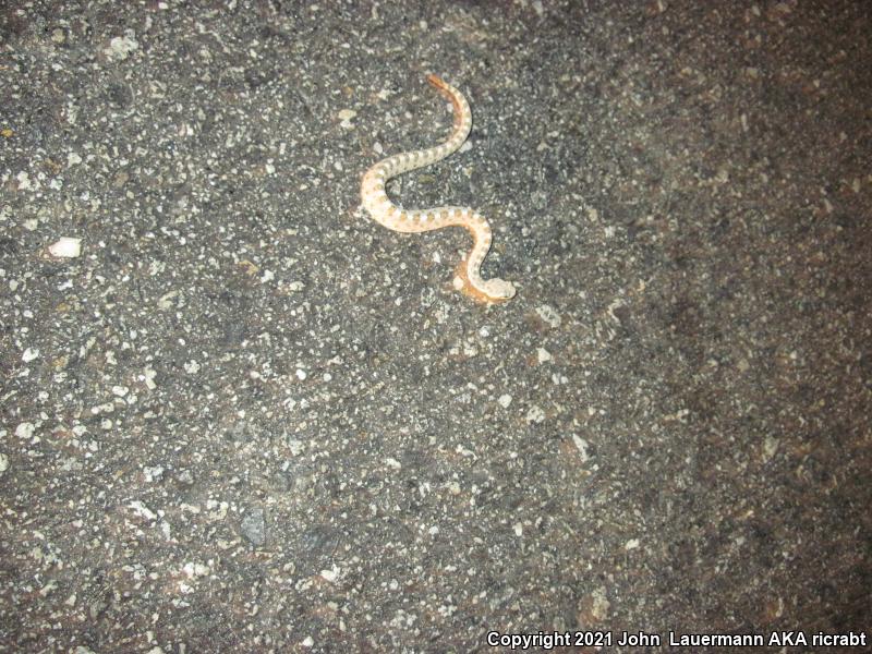 Mojave Desert Sidewinder (Crotalus cerastes cerastes)