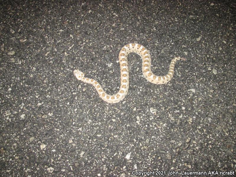 Mojave Desert Sidewinder (Crotalus cerastes cerastes)