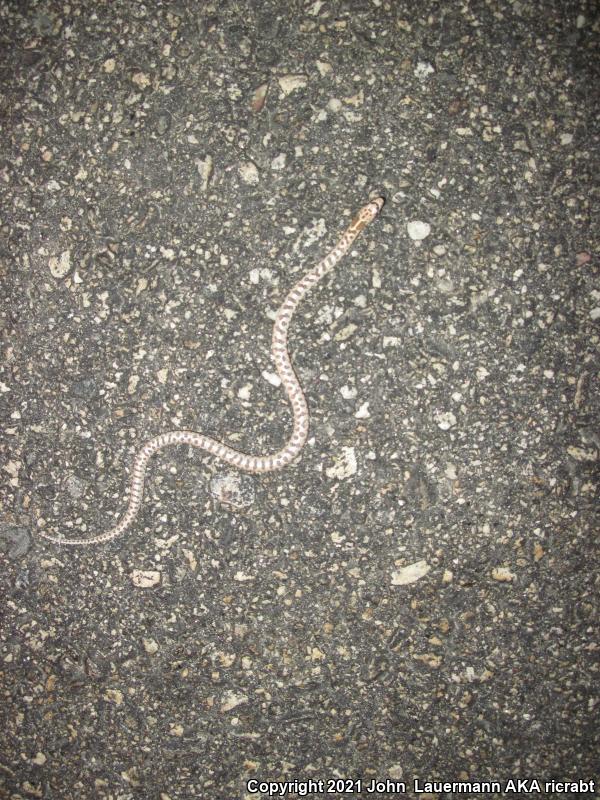 Mojave Glossy Snake (Arizona elegans candida)